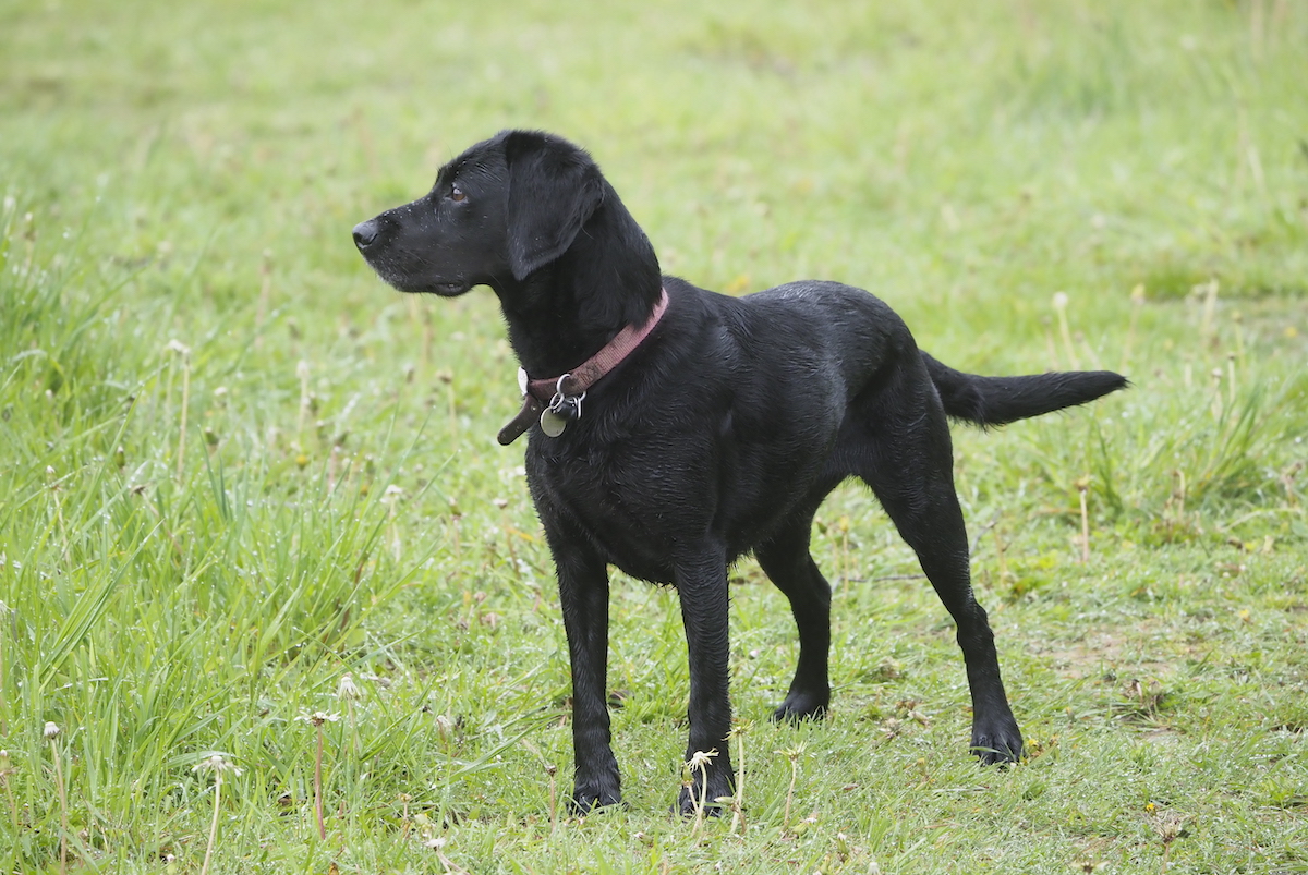 black labrador