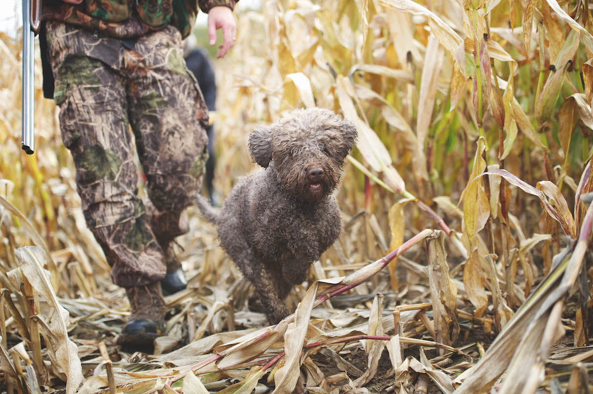 Lagotto Romagnolo water dog