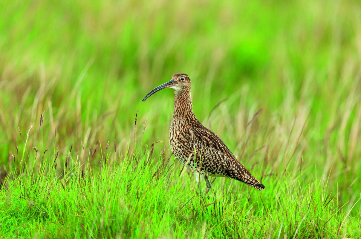 curlew