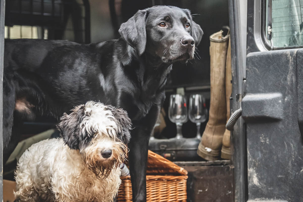 dogs in vehicles