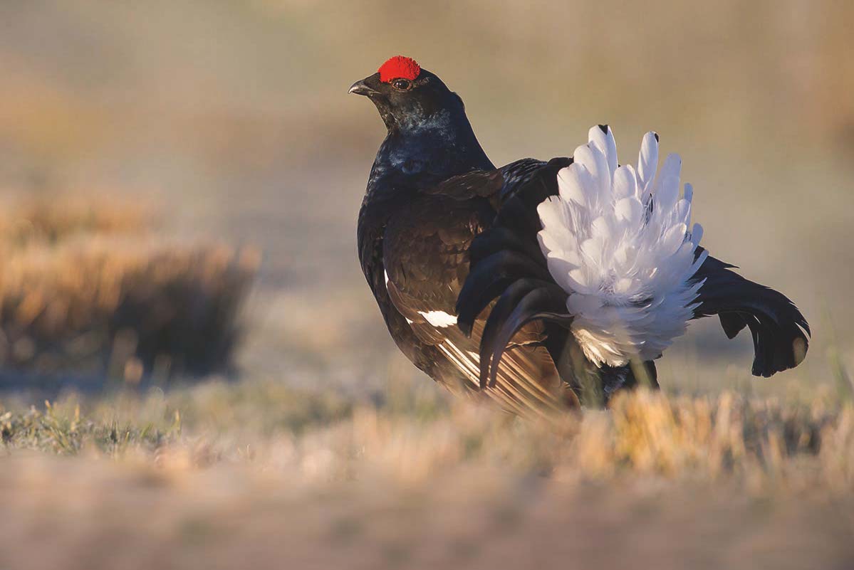 Black grouse