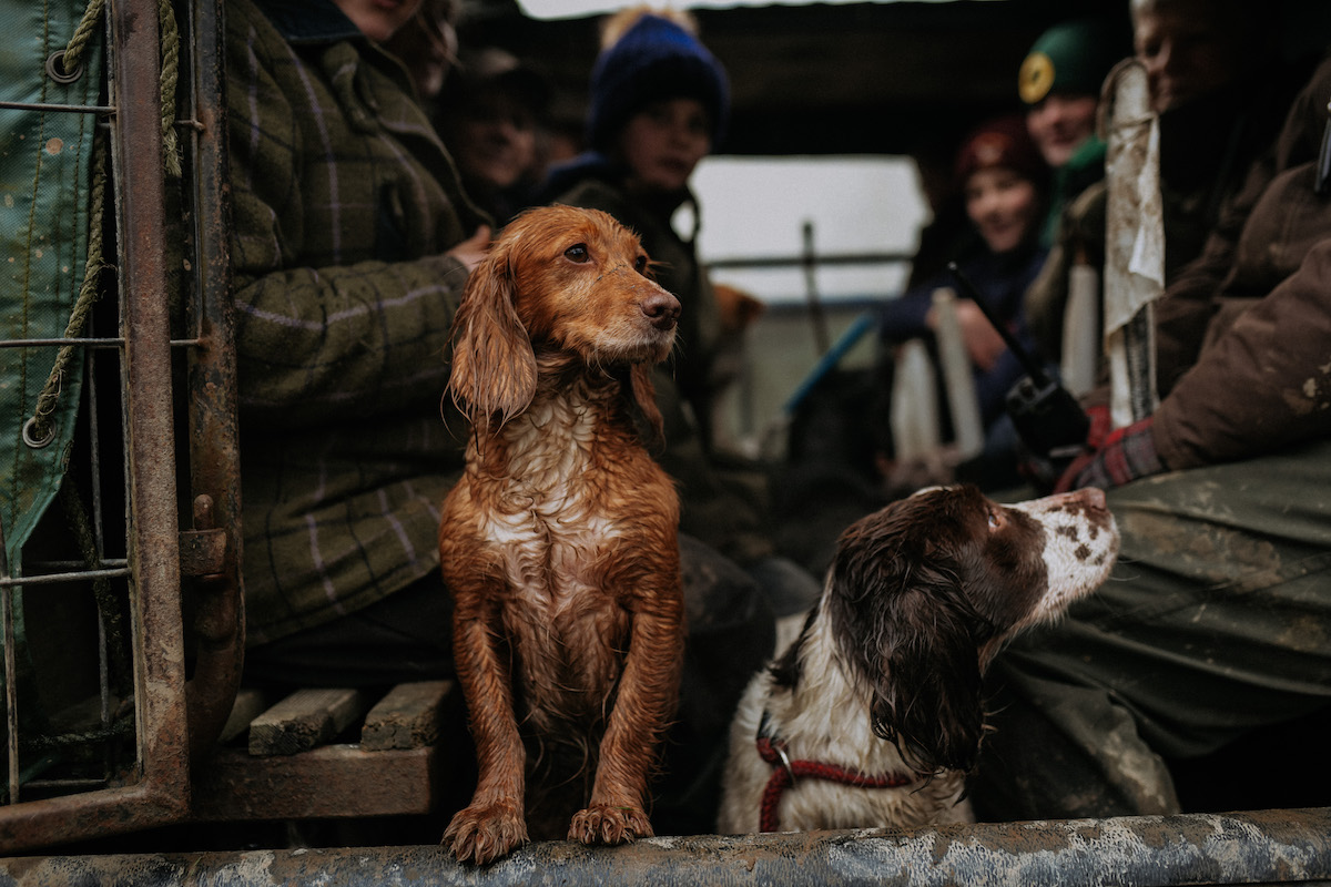 Dogs and beaters in the wagon