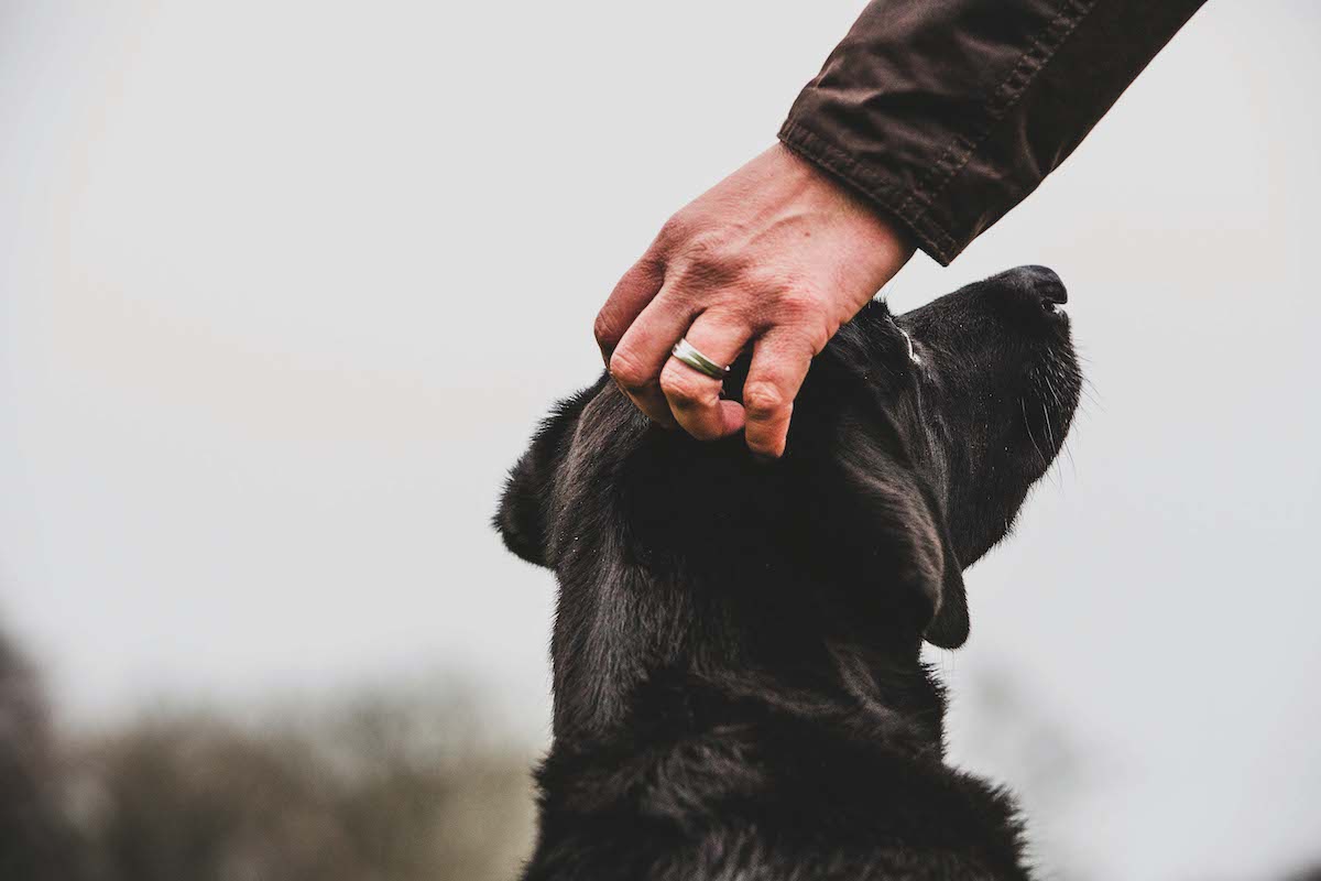 stroking Black Labrador dog's head.