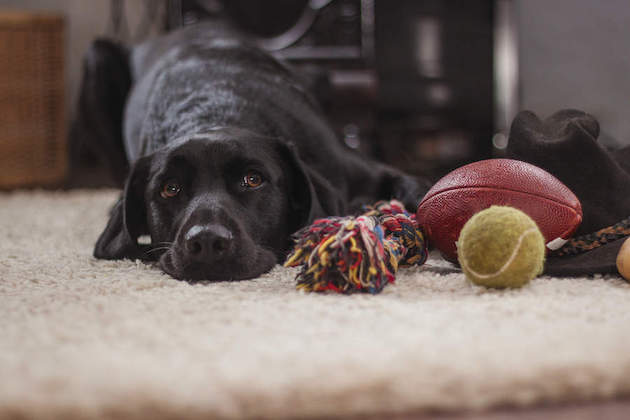 female labrador