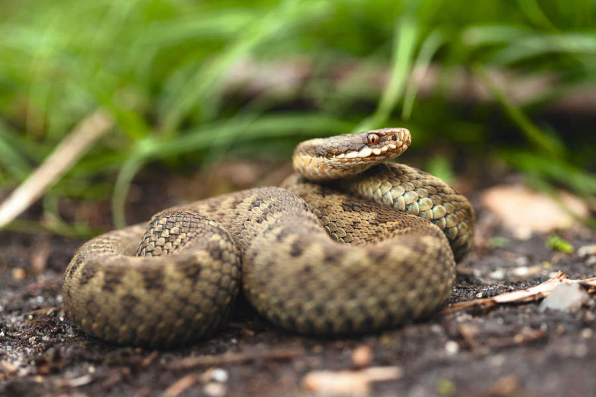 adder