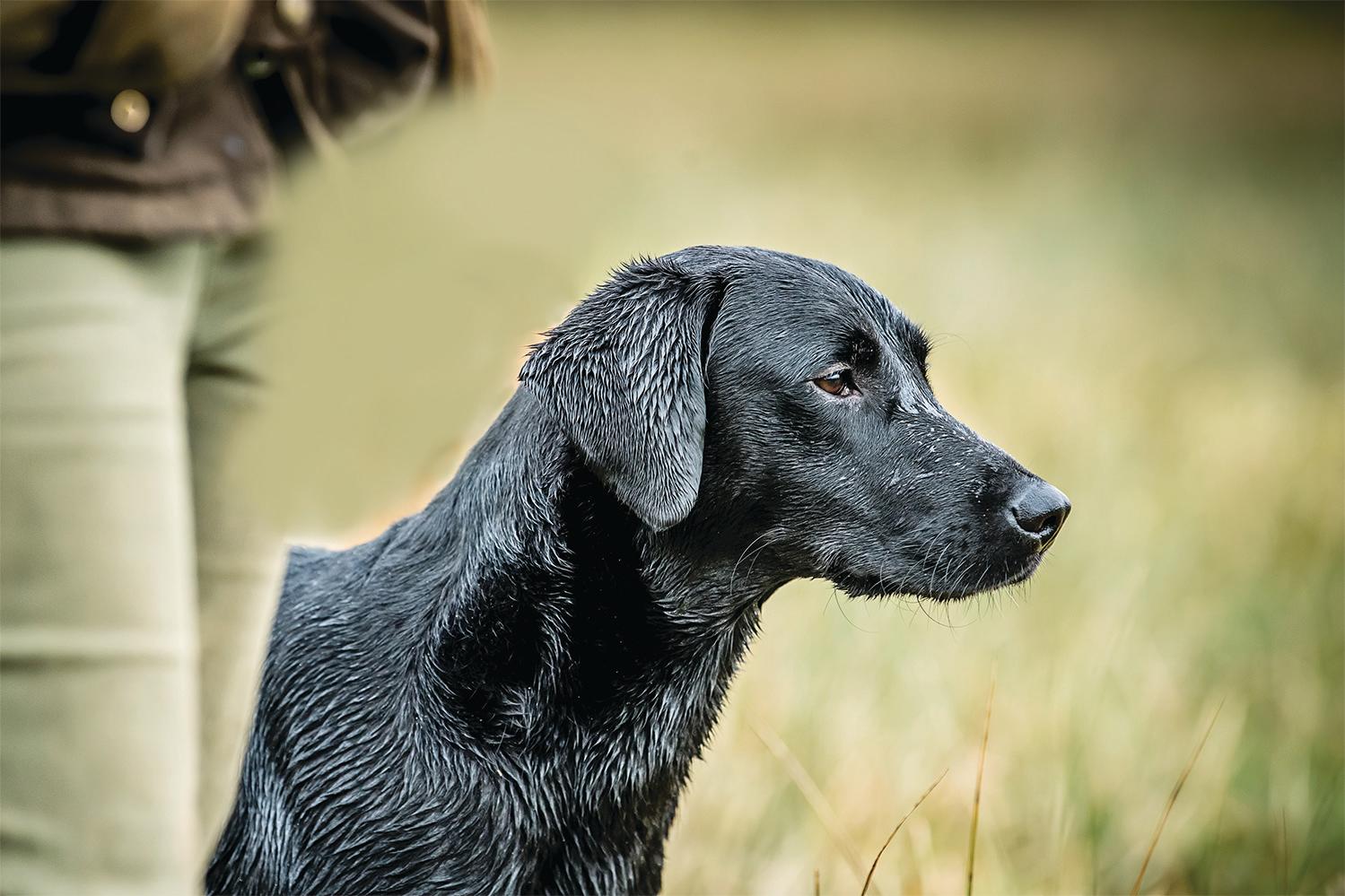 black labrador puppy