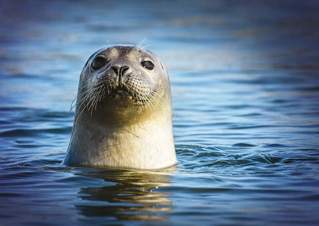 seal