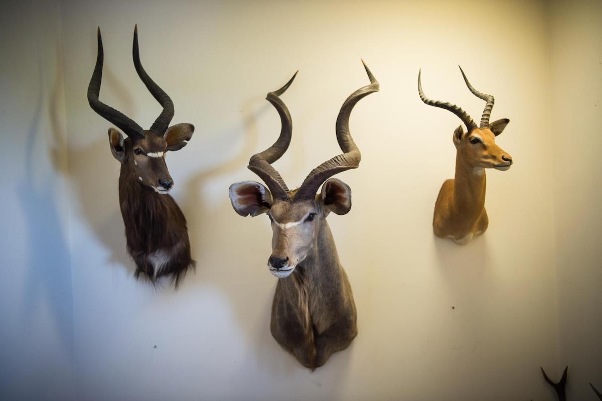 Taxidermy