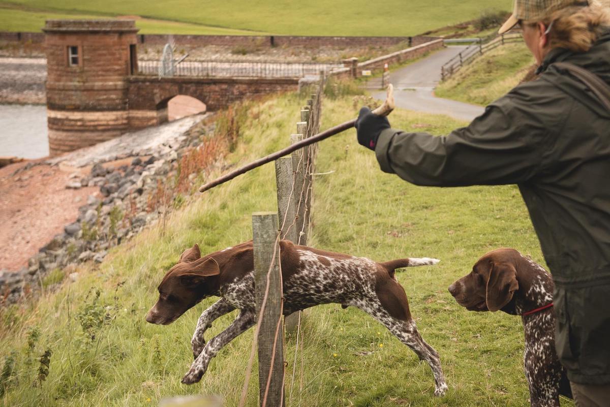 working dog with docked tail