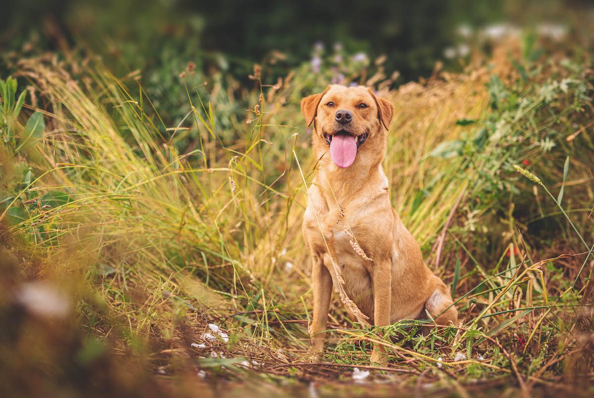 Yellow labrador