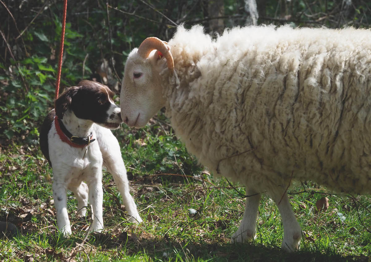 puppy familisarisation with livestock