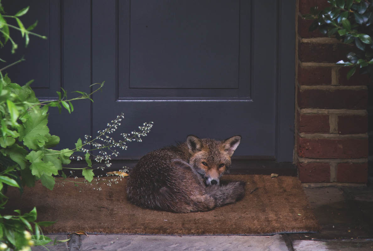 Town foxes