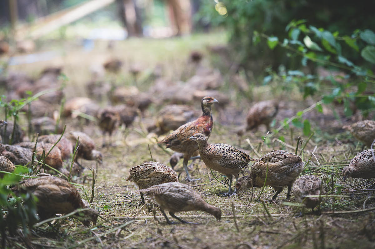 pheasant poults