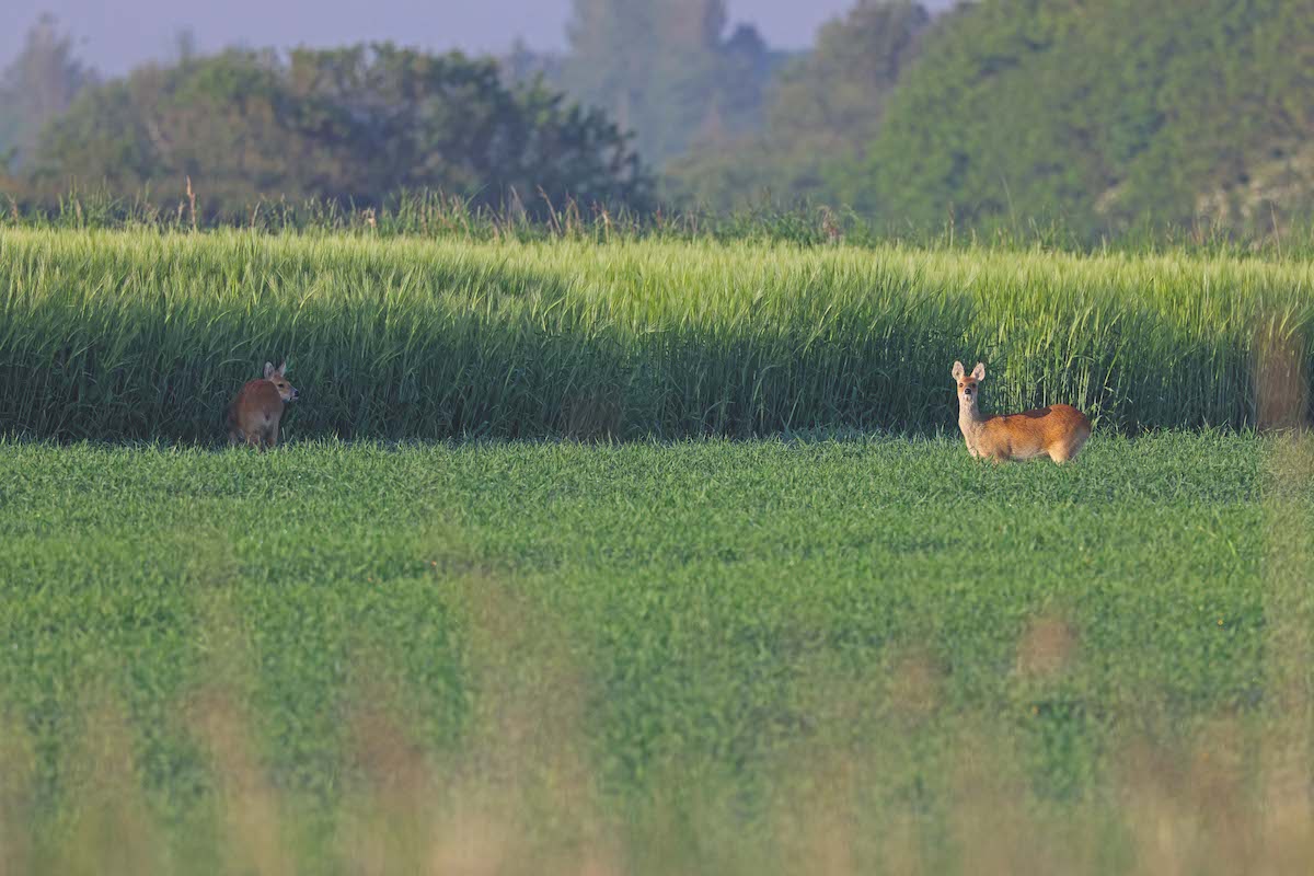 Chinese Water Deer