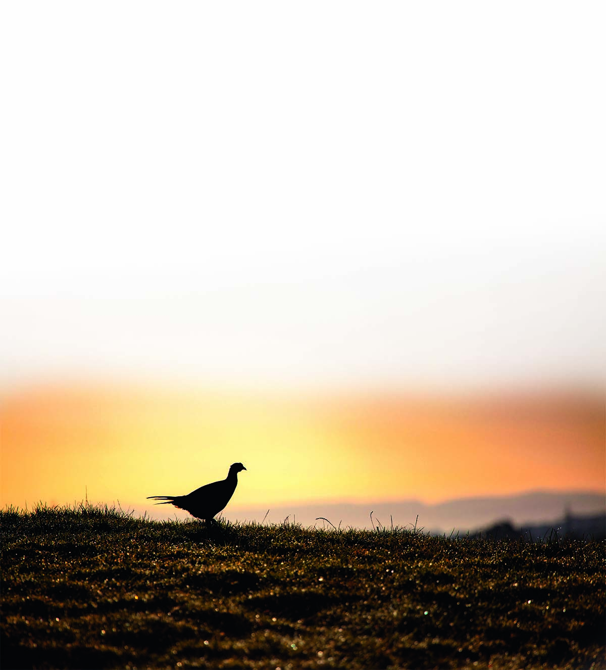 gamebirds in Wales