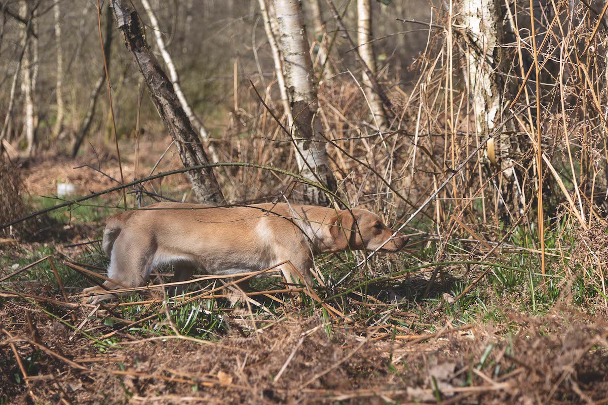 Dog in woods