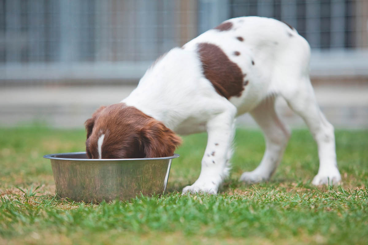 puppy eating food