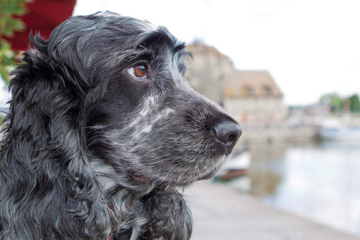 water-shy spaniel