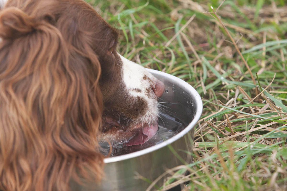 spaniel drinking water