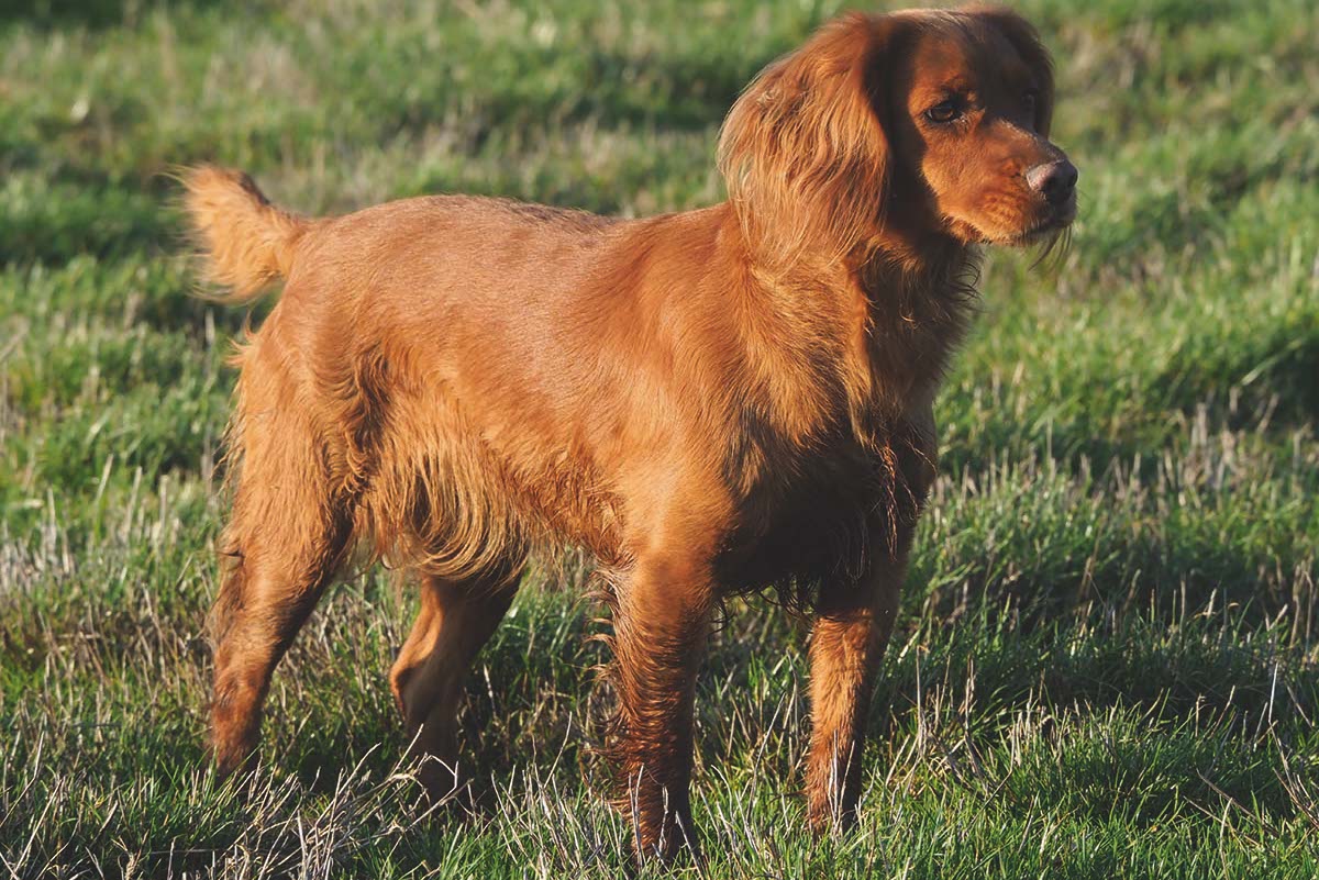 golden cocker spaniel