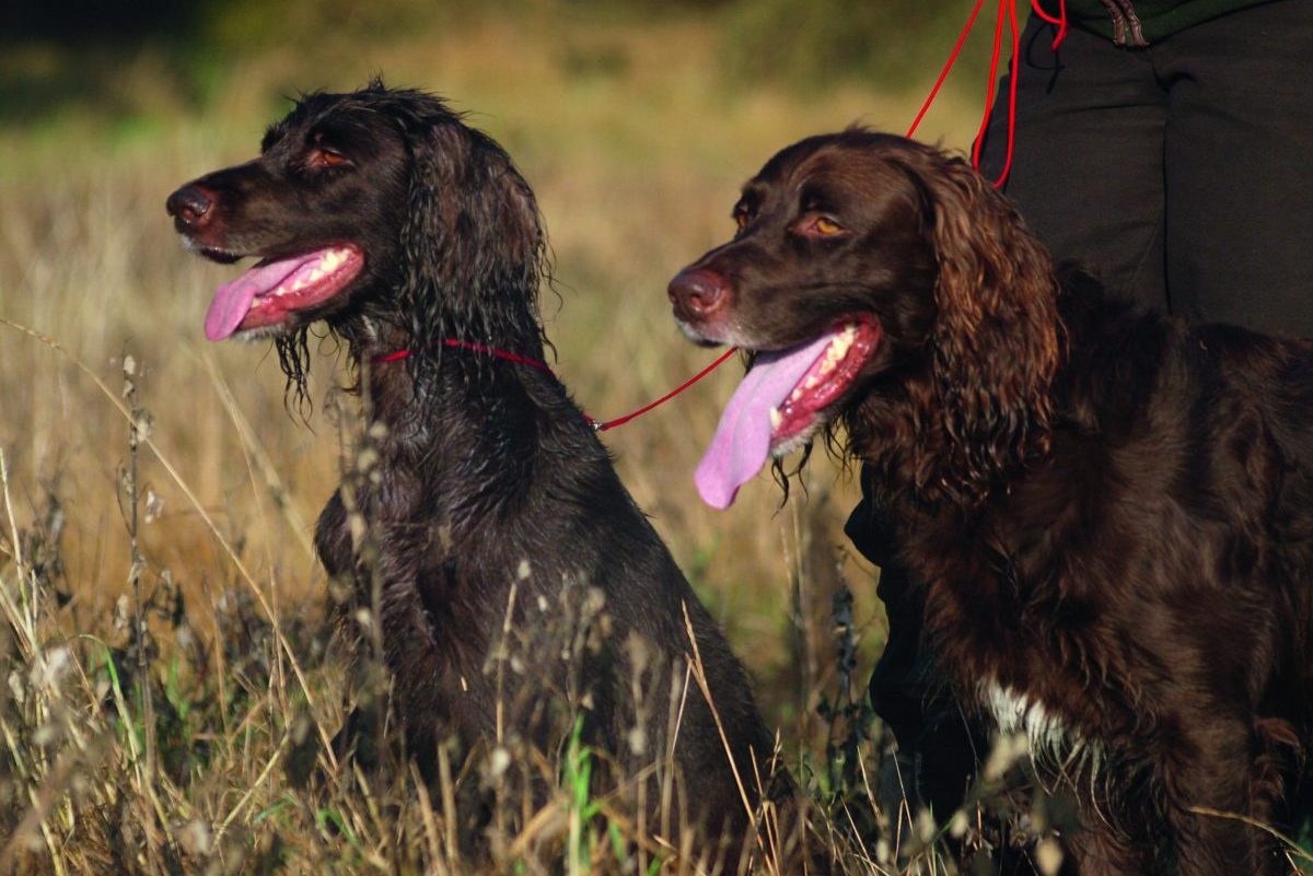 German longhaired pointer