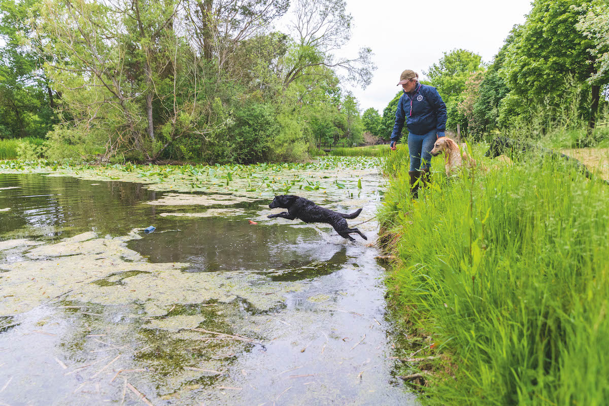 working dog on water work