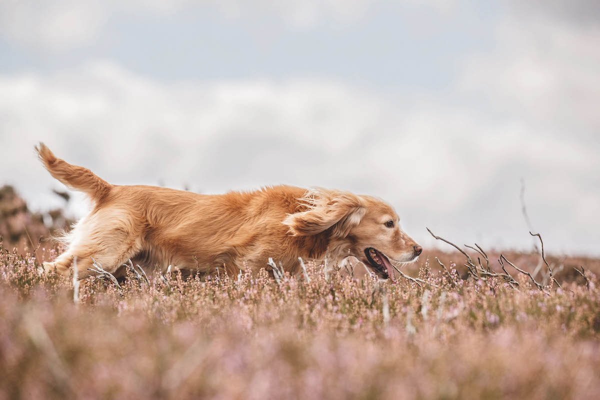 Gundog on moorland