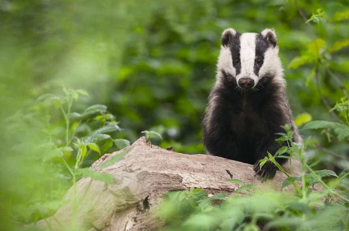 Badger