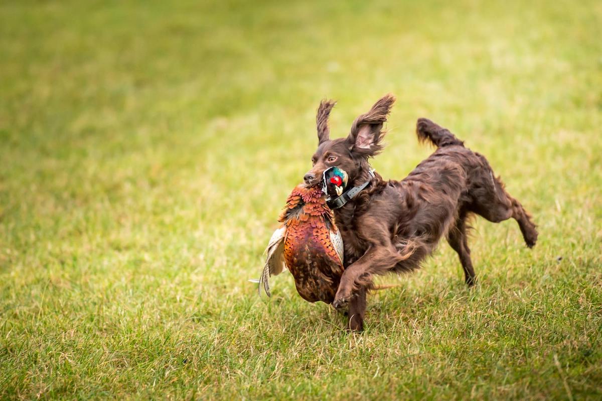 Spaniel wearing an electric collar