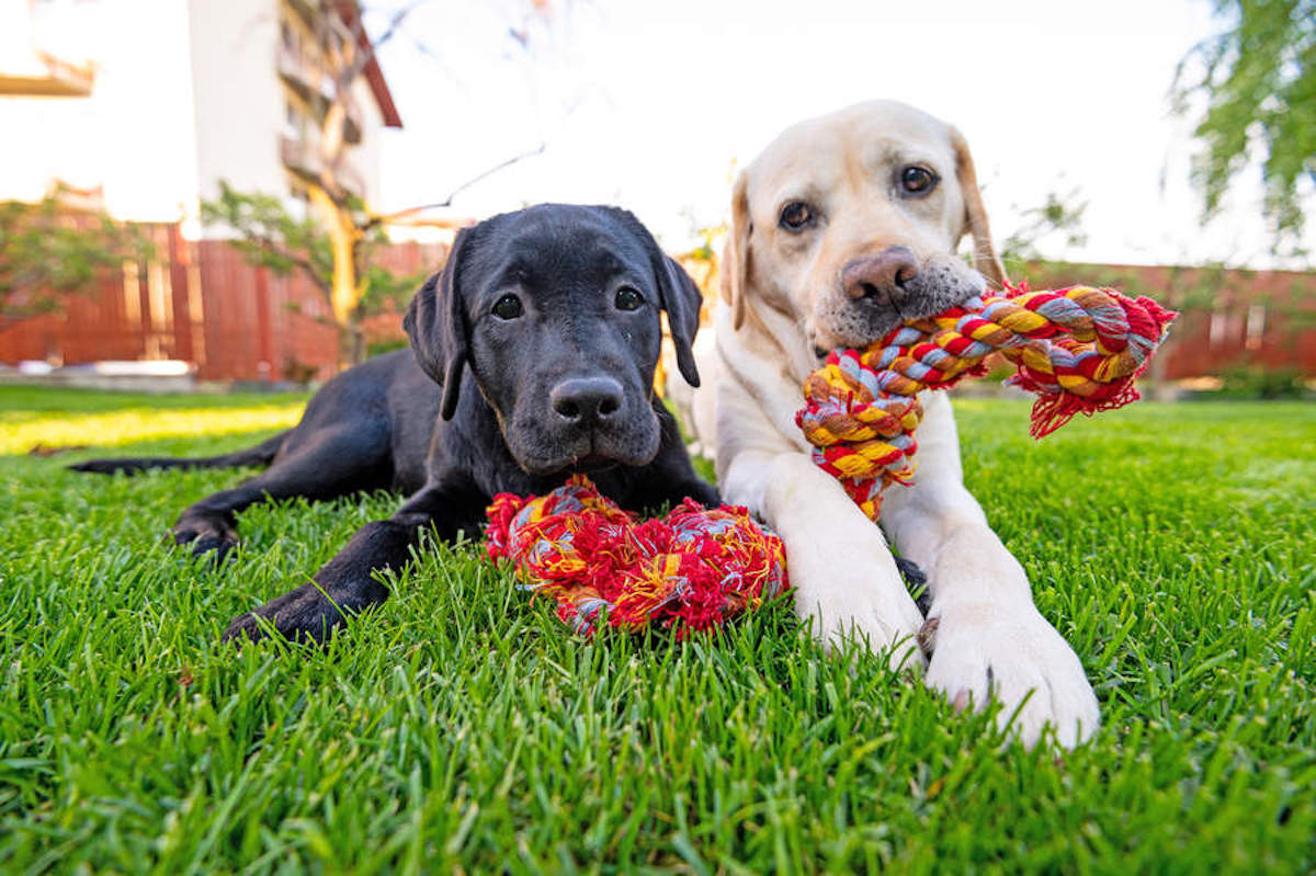 puppies chewing