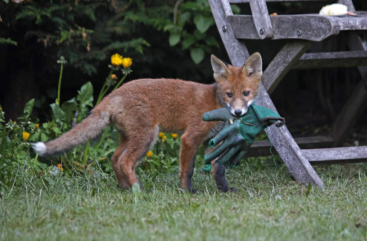 fox cub