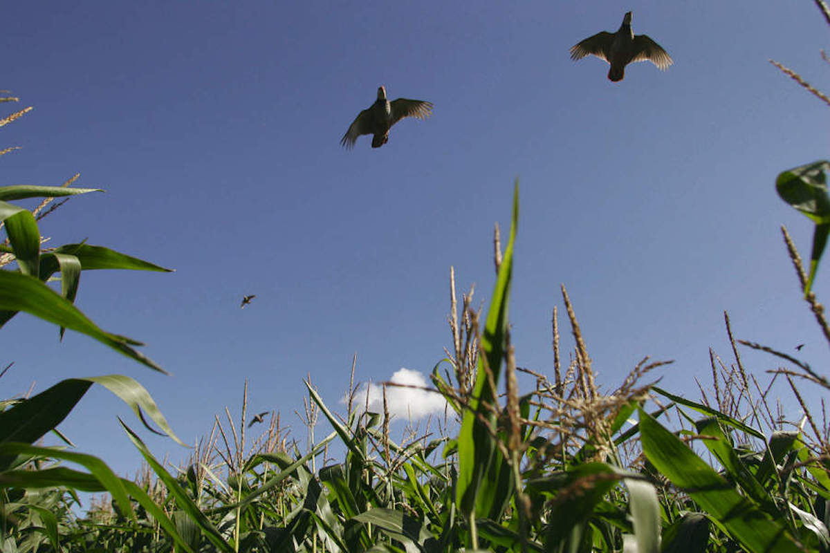 partridges flying over Maize