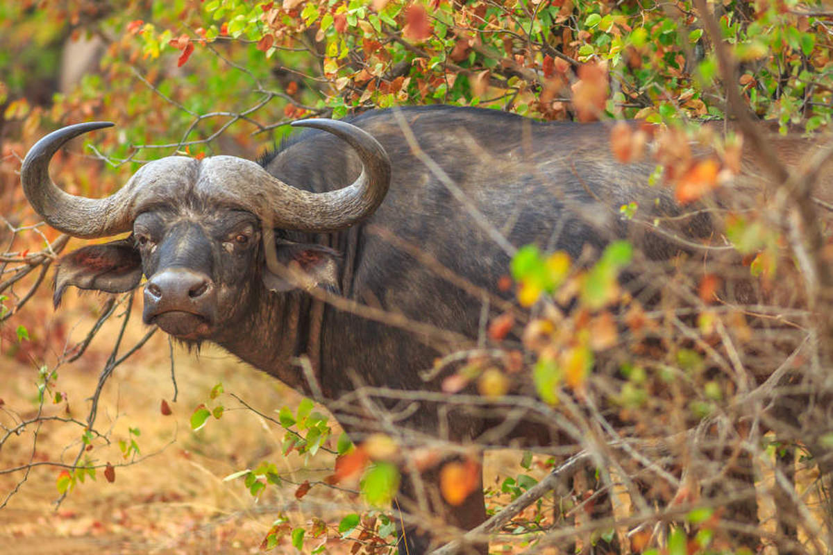 water buffalo