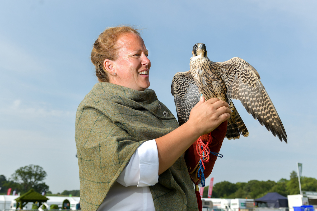 falconry