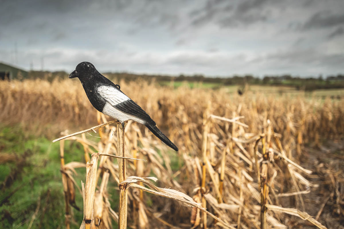 controlling magpies