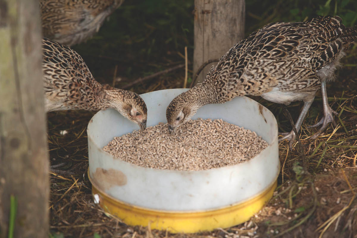 Older pheasant poults