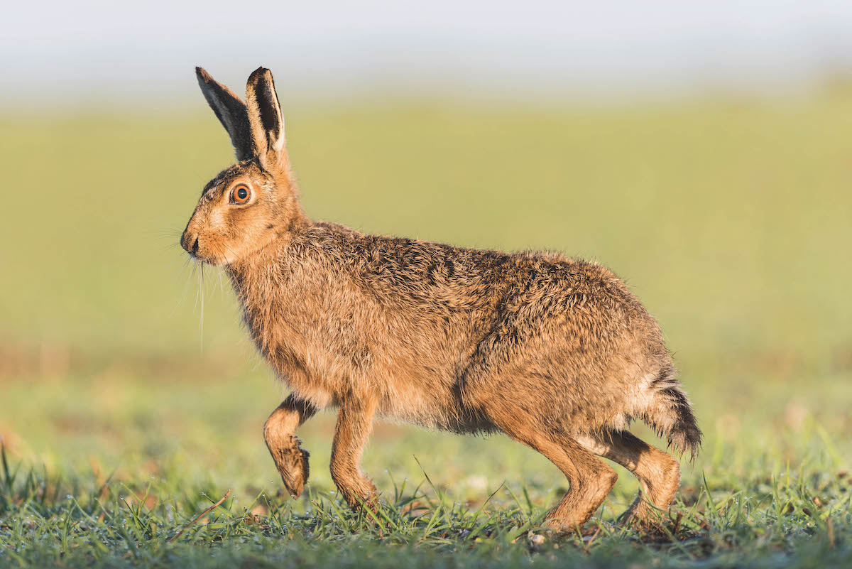 Brown hare