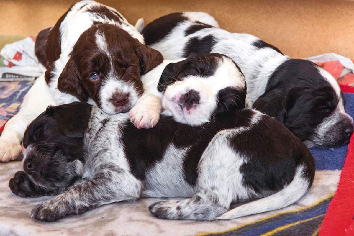 spaniel puppies