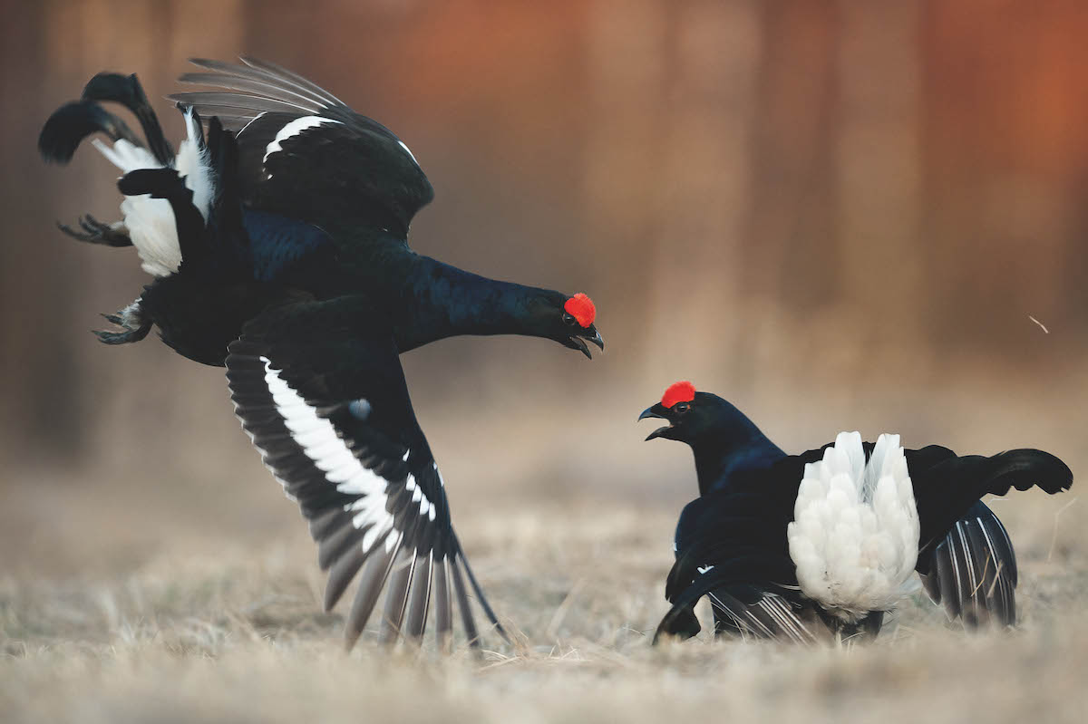 Fighting Black Grouses