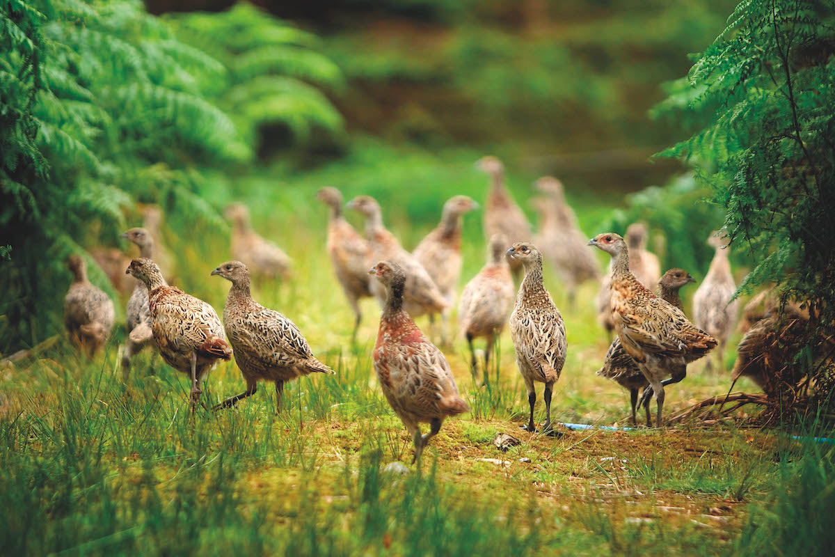 Young pheasant poults