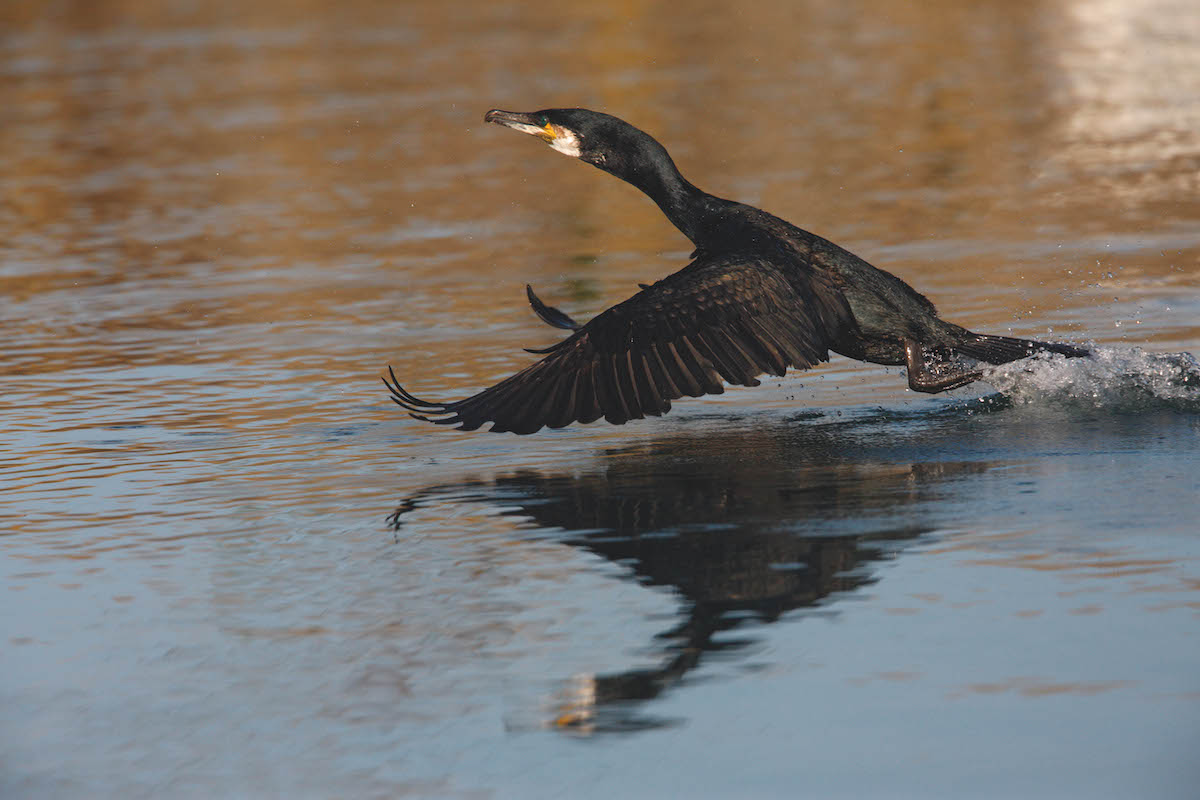 Cormorant