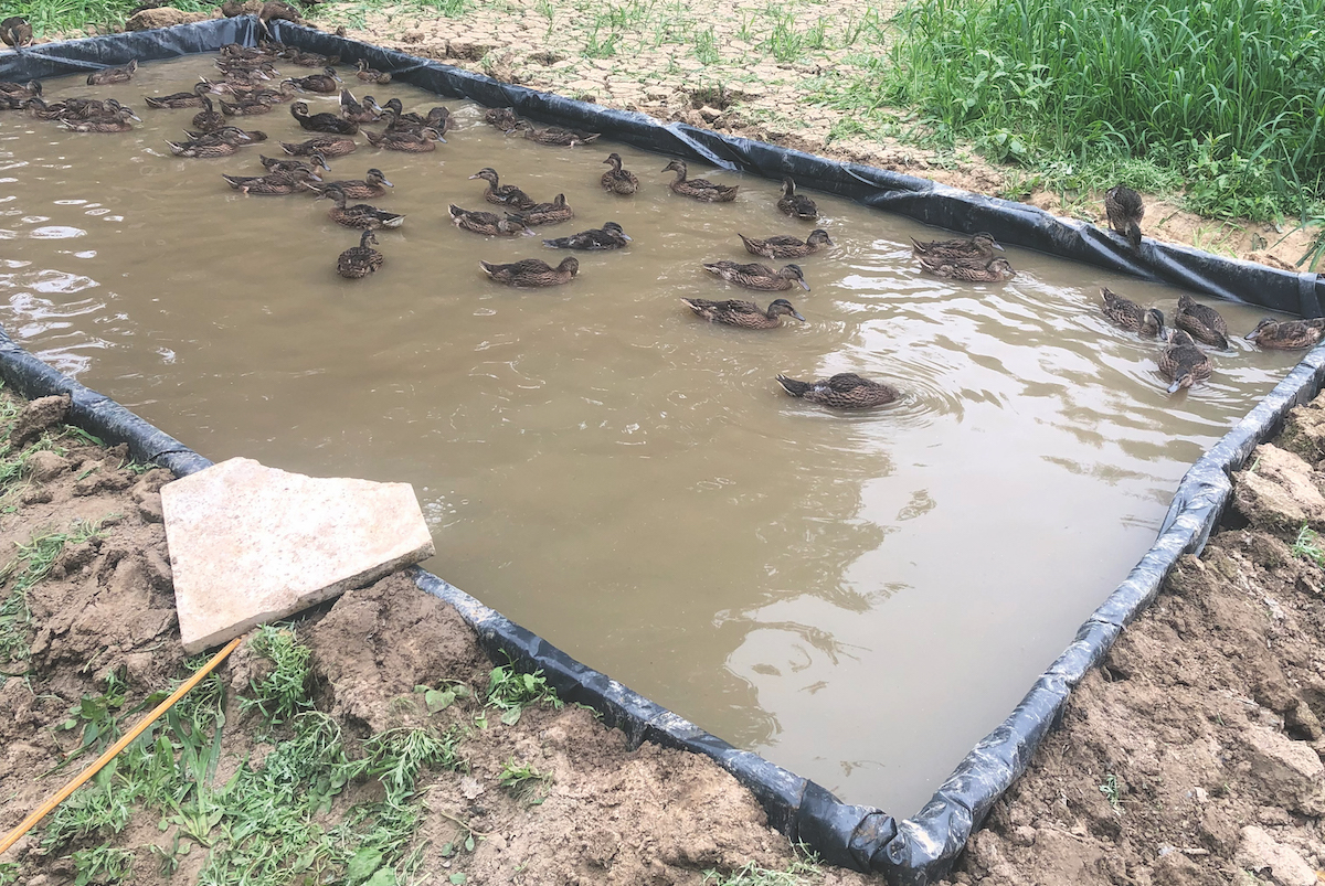 ducks in pond