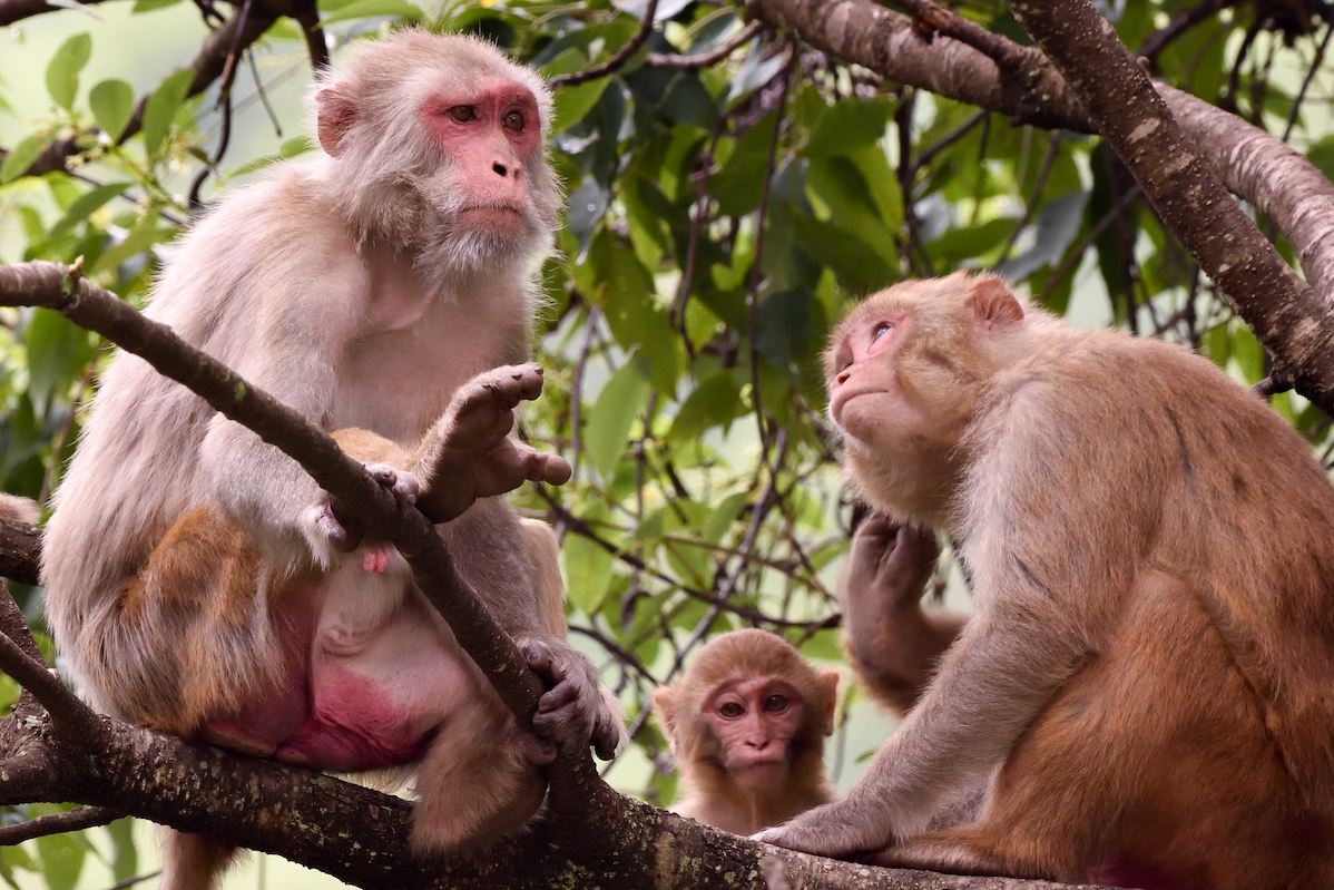 Rhesus macaque family