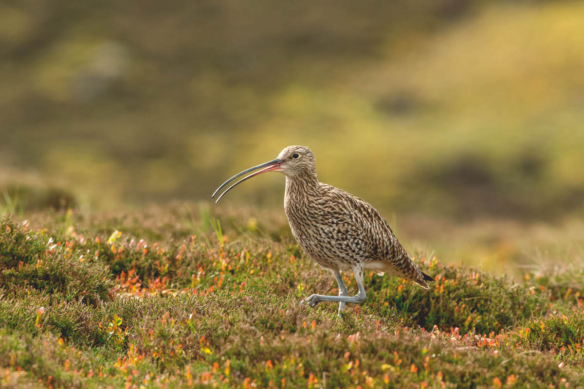 Curlew