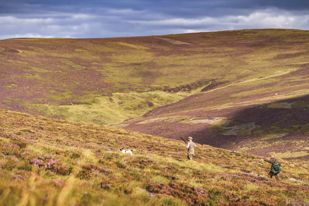 walked up grouse