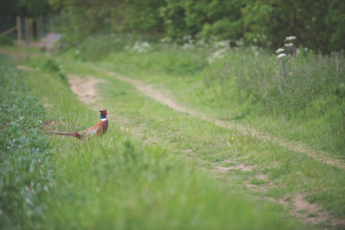 pheasant