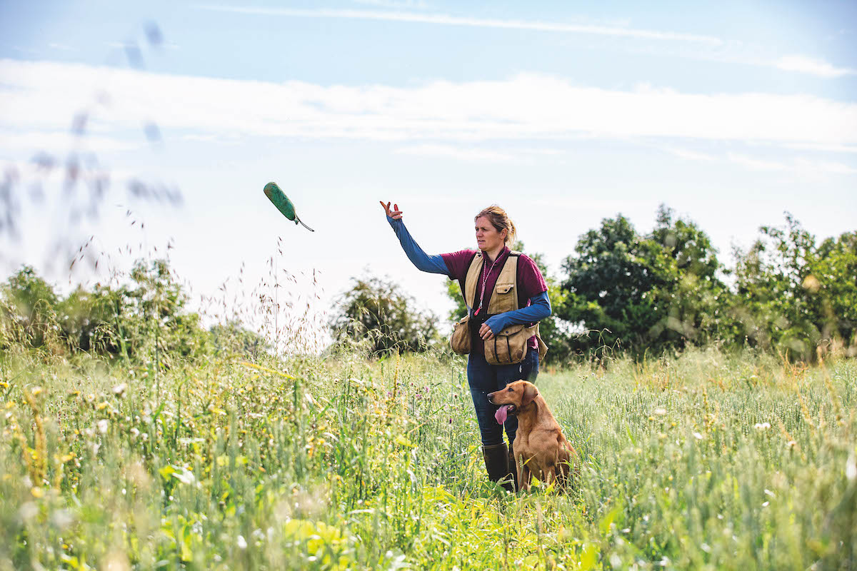 gundog training