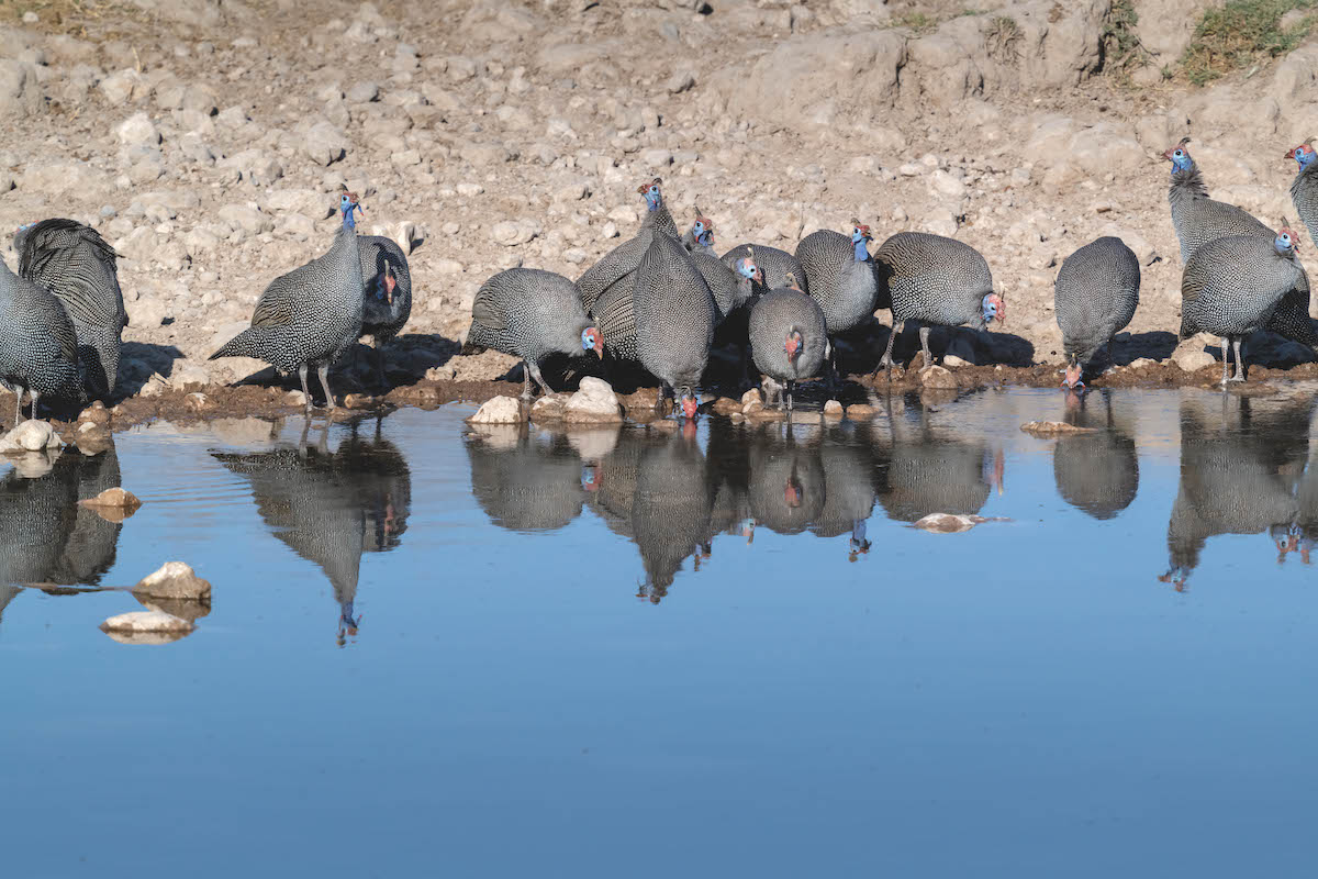 Guinea Fowl