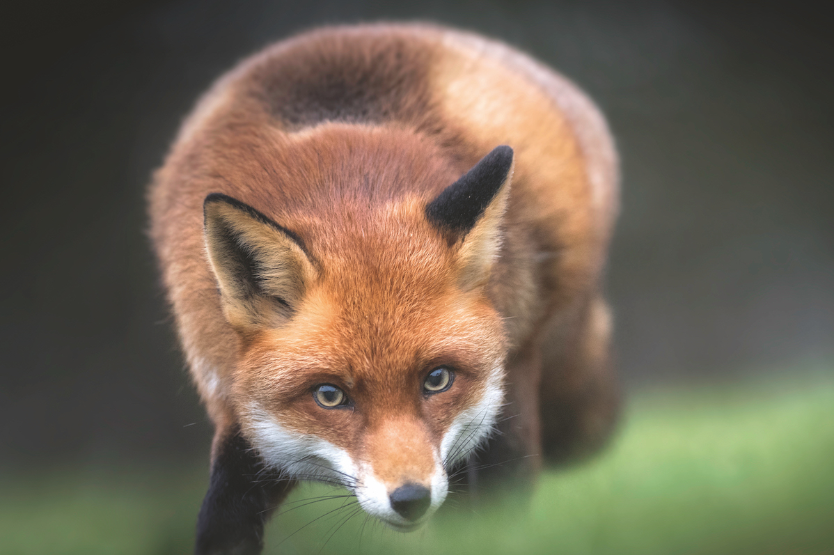 red fox