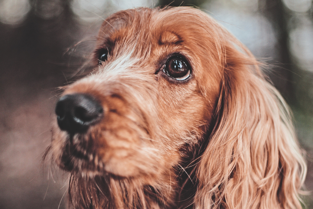 Cocker spaniel